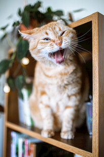 咧嘴笑的橘猫