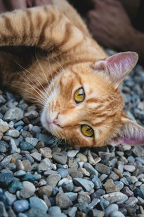 橘猫惬意躺于碎石之上