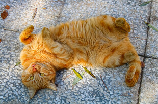 橘猫惬意躺地晒太阳