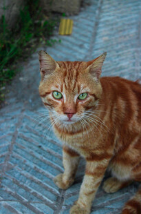 橘猫蹲坐于石板路