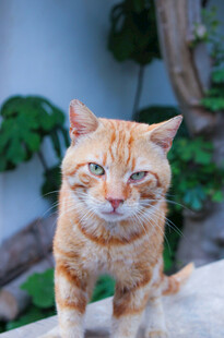 橘猫悠闲姿态萌态尽显