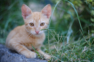 橘色小猫静卧于草丛中