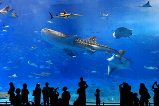 观赏巨型水族馆中的壮丽景象