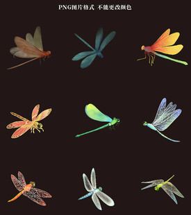 蜻蜓素材