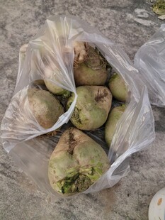 袋装新鲜苤蓝