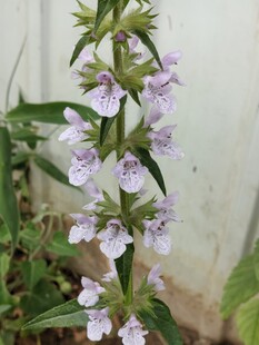 紫色小花植物特写