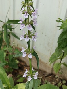 紫色小花植株特写
