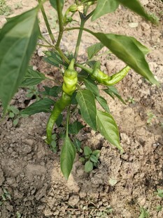 田间生长的鲜绿辣椒植株