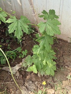 墙边生长的嫩绿植物