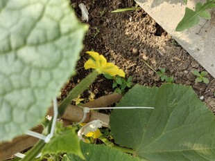 黄瓜植株上的黄色小花