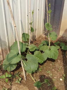 墙边生长的茂盛瓜类植物
