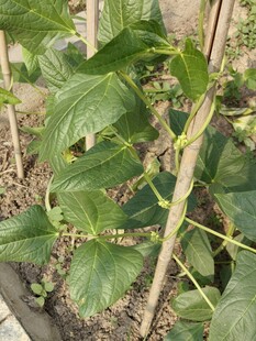 黄瓜植株生长景象