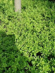 翠绿繁茂的地面绿植景观