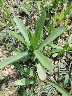 野生苦苣菜植株特写