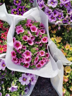 多彩矮牵牛鲜花束