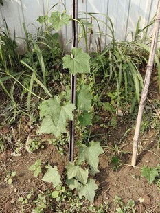 田间生长的嫩绿瓜类植株