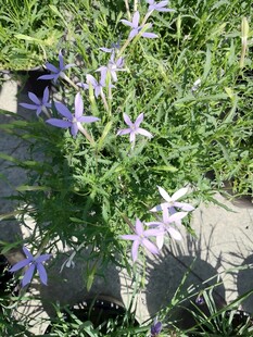 紫色小花绽放于绿植间