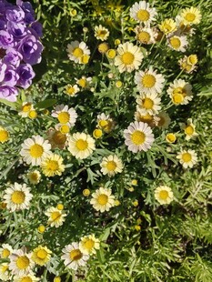 小雏菊与紫色花卉相映成趣