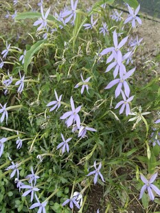 紫色小花绽放绿意间