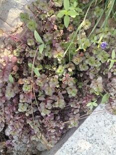 石边多彩植物景观