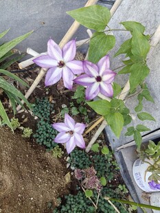 紫色小花绽放于绿植间