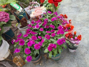多彩盆栽花卉展示