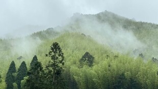 山间云雾缭绕的翠绿森林