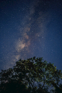夜空下的繁星与繁茂树木