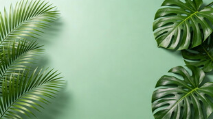 简约浅绿龟背竹棕榈叶清新绿植背