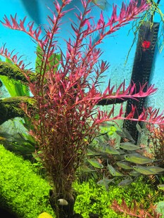 水族箱内艳丽红水草景观