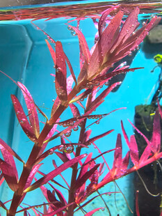 红色水草特写