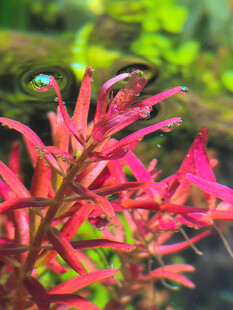艳丽红花水草特写
