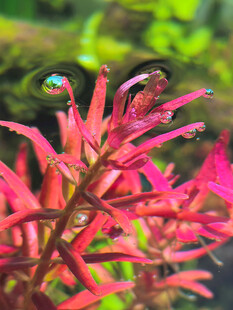 水草