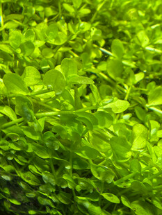 水草