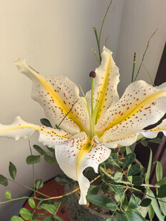 优雅白色斑点百合花绽放