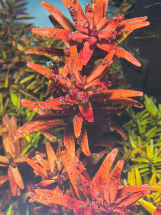 水草