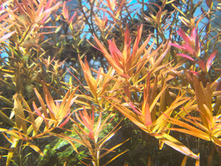 水草