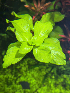 水草