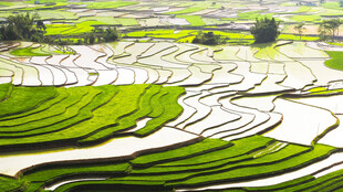 美丽梯田景观