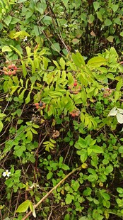 茂密绿植中的清新蕨类植物