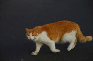 橙白相间猫咪行走瞬间