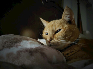 慵懒猫咪依偎在柔软处