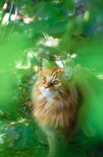 林间长毛猫眼神灵动