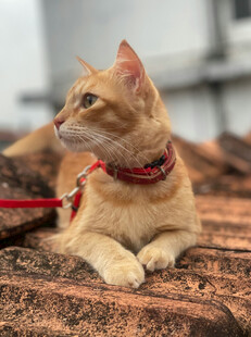 橘猫戴项圈趴于屋顶