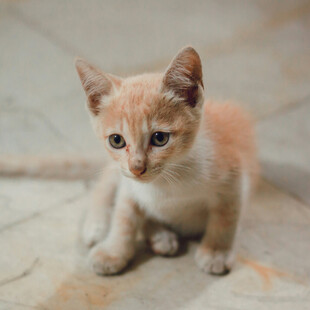可爱小橘猫蹲坐地面