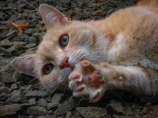 橘猫躺地露爪好奇张望