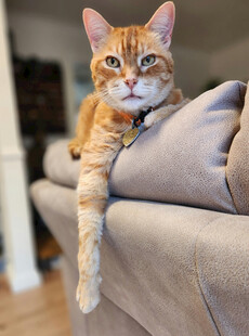 橘猫慵懒趴沙发