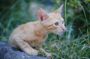 橘猫于草丛中专注张望