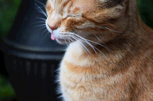 橘猫惬意吐舌瞬间