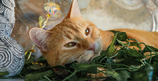 橘猫卧于绿植间